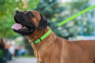 Повідок для собак водостійкий WAUDOG Waterproof, Ш 15 мм, Дл 183 см, салатовий