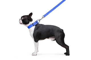 Поводок "Dog Extremе" нейлоновый двойной (ширина 20мм, длина 122см), голубой