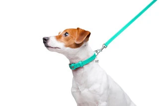 Повідок для собак шкіряний WAUDOG Glamour, Ш 12 мм, Дл 122 см, ментоловий