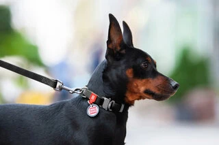 Нашийник для собак водостійкий WAUDOG Waterproof з QR-паспортом, металевою пряжкою-фастекс, Ш 25 мм, Дл 31-49 см, чорний