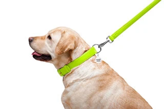 Повідець для собак шкіряний WAUDOG Glamour, Ш 25 мм, Дл 122 см, салатовий