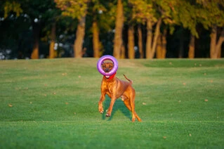Тренувальний снаряд для собак PULLER Мaxi, діаметр 30см