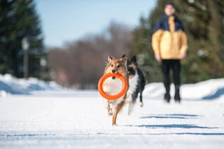 Кольцо для апортировки PitchDog 30, диаметр 28 см, оранжевый