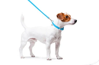 Повідок для собак шкіряний WAUDOG Glamour, Ш 12 мм, Дл 122 см, блакитний