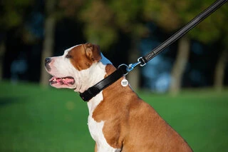 Повідок для собак шкіряний WAUDOG Glamour, Ш 25 мм, Дл 122 см, чорний