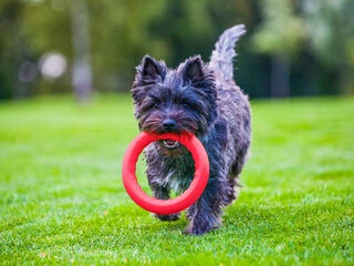 Кільце для апортировки PitchDog 30, діаметр 28 см, рожеве