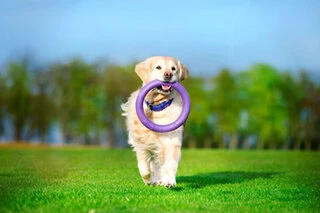 Тренировочный снаряд для собак PULLER Standard, диаметр 28см