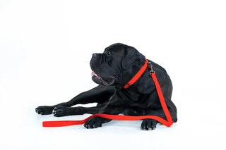 Повідець для собак водостійкий WAUDOG Waterproof, S, Ш 15 мм, Дл 305 см, червоний