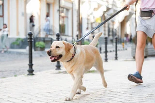 Нашийник для собак шкіряний WAUDOG Design з QR паспортом, малюнок "Пончики", Ш 35 мм, Дл 46-60 см, чорний