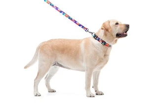 Нашийник для собак нейлоновий WAUDOG Nylon з QR паспортом, малюнок "Вітраж", пластиковий фастекс, Ш 20 мм, Дл 24-40 см