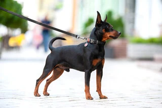 Ошейник для собак водостойкий WAUDOG Waterproof c QR-паспортом, металлическая пряжка-фастекс, Ш 15 мм, Дл 23-35 см, черный