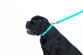 Повідець для собак водостійкий WAUDOG Waterproof, що світиться, L-XXL, Ш 25мм, Дл 305 cм