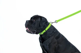 Повідок для собак водостійкий WAUDOG Waterproof, Ш 25 мм, Дл 183 см, салатовий