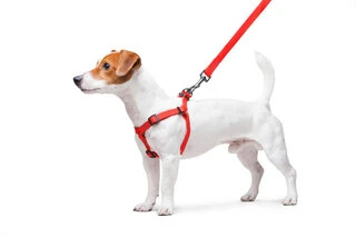 Поводок для собак водостійкий WAUDOG Waterproof з QR-паспортом, металевою пряжкою-фастексом, Ш 15 мм, Дл 40-55 см, червоний