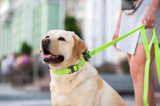 Повідок для собак водостійкий WAUDOG Waterproof, Ш 20 мм, Дл 122 см, салатовий