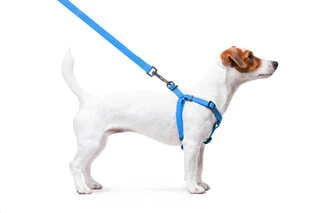 Поводок для собак водостійкий WAUDOG Waterproof з QR-паспортом, металевий фастекс, Ш 15 мм, Дл 40-55 см, блакитний