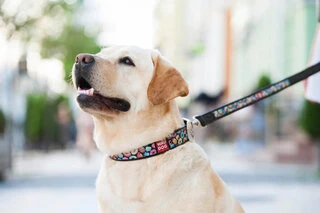 Нашийник для собак шкіряний WAUDOG Design з QR паспортом, малюнок "Пончики", Ш 35 мм, Дл 46-60 см, чорний