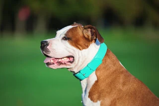 Нашийник для собак шкіряний WAUDOG Glamour з QR паспортом, без прикрас, Ш 25 мм, Дл 38-49 см, ментоловий