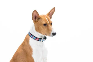 Нашийник для собак шкіряний WAUDOG Design з QR паспортом, малюнок "Квіти", Ш 15 мм, Дл 27-36 см, чорний