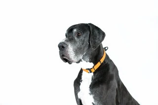 Нашийник EVOLUTOR, регульований універсальний розмір (ширина 25 мм, довжина 25-70 см), оранжевий