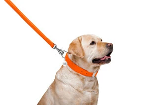 Повідець для собак шкіряний WAUDOG Glamour, Ш 25 мм, Дл 122 см, помаранчевий