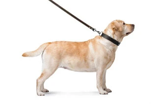 Поводок "CoLLaR" двойной с прошивкой (ширина 20мм, длина 122см), черный