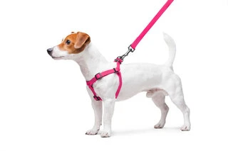 Поводок для собак водостійкий WAUDOG Waterproof з QR-паспортом, металевий фастекс, Ш 15 мм, Дл 40-55 см, рожевий