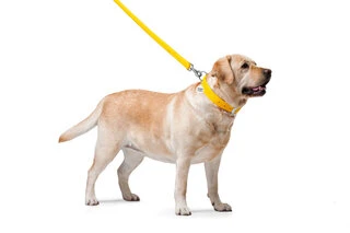 Повідок для собак шкіряний WAUDOG Glamour, Ш 25 мм, Дл 122 см, жовтий