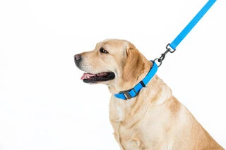 Повідок для собак водостійкий WAUDOG Waterproof, Ш 15 мм, Дл 122 см, блакитний