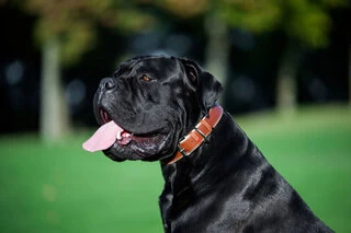 Нашийник для собак шкіряний WAUDOG Soft з QR паспортом, Ш 25 мм, Дл 38-49 см