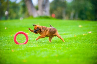 Кільце для апортування PitchDog20, діаметр 20 см, рожеве