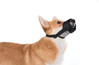 Намордник нейлоновый "Dog Extremе" регулируемый с сеткой №1 (А:14-20см) (йорк, пудель, кокер-спаниел