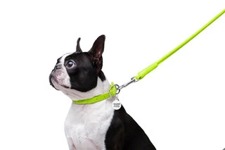 Повідок для собак шкіряний WAUDOG Glamour, круглий, Д 8 мм, Дл 122 см, салатовий