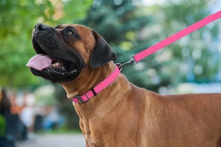 Повідок для собак водостійкий WAUDOG Waterproof, Ш 20 мм, Дл 183 см, рожевий