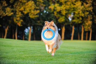 Кольцо для апортировки PitchDog 20, диаметр 20 см, голубой