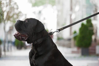 Поводок "EVOLUTOR" (ширина 25 мм, довжина 210 см), чорний