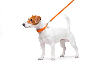 Повідець для собак шкіряний WAUDOG Glamour, Ш 12 мм, Дл 122 см, помаранчевий