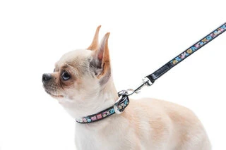 Нашийник для собак шкіряний WAUDOG Design з QR паспортом, малюнок "Пончик", Ш 12 мм, Дл 19-25 см, чорний