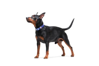 Ошейник для собак кожаный WAUDOG Classic, Ш 12 мм, Дл 21-29 см, фиолетовый