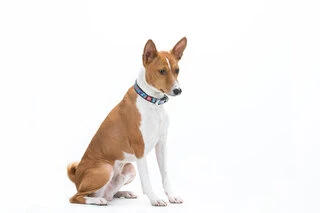 Нашийник для собак шкіряний WAUDOG Design з QR паспортом, малюнок "Квіти", Ш 15 мм, Дл 27-36 см, чорний