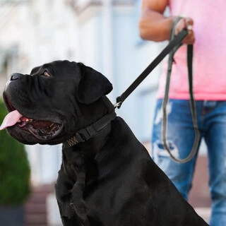 Поводок "EVOLUTOR" (ширина 25 мм, довжина 210 см), чорний