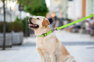 Повідок для собак водостійкий WAUDOG Waterproof, Ш 15 мм, Дл 183 см, салатовий