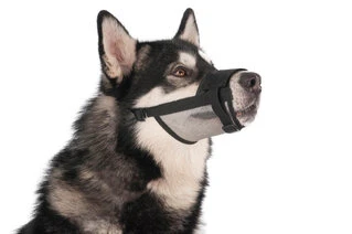 Намордник нейлоновый "Dog Extremе" регулируемый с сеткой №1 (А:14-20см) (йорк, пудель, кокер-спаниел