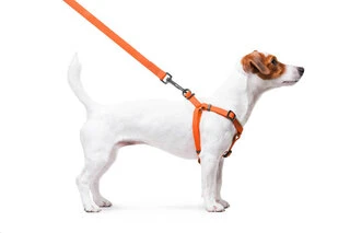 Шлея для собак водостойкая WAUDOG Waterproof c QR-паспортом, металлическая пряжка-фастекс, Ш 15 мм, Дл 40-55 см, оранжевый