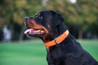 Нашийник для собак шкіряний WAUDOG Glamour з QR паспортом, без прикрас, Ш 25 мм, Дл 38-49 см, оранжевий