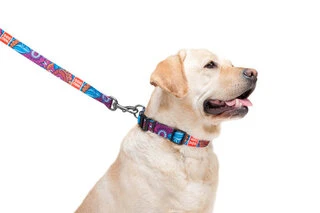 Поводок для собак нейлоновий WAUDOG Nylon, малюнок "Літо", Ш 20 мм, Дл 122 см