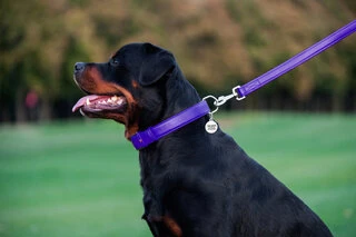 Повідок для собак шкіряний WAUDOG Glamour, Ш 25 мм, Дл 122 см, фіолетовий