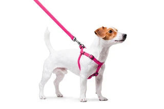 Поводок для собак водостійкий WAUDOG Waterproof з QR-паспортом, металевий фастекс, Ш 15 мм, Дл 40-55 см, рожевий