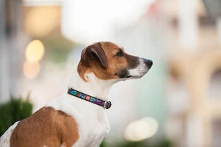 Нашийник для собак шкіряний WAUDOG Design з QR паспортом, малюнок "Літо", Ш 12 мм, Дл 21-29 см, чорний