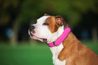 Нашийник для собак шкіряний WAUDOG Glamour з QR паспортом, без прикрас, Ш 25 мм, Дл 38-49 см, рожевий